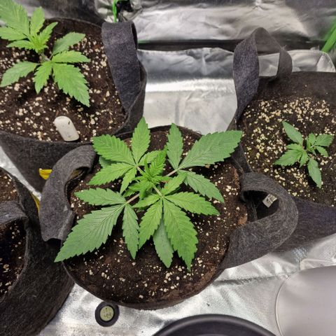 Orange Bud growlog timeline photo