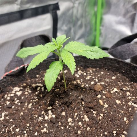 Super Lemone Haze  growlog timeline photo