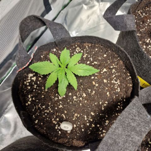 Super Lemone Haze  growlog timeline photo