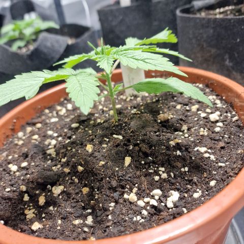 Skunk growlog timeline photo