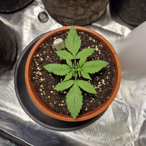 Skunk growlog timeline photo