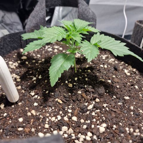 Northern Lights  growlog timeline photo