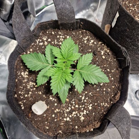 Northern Lights  growlog timeline photo