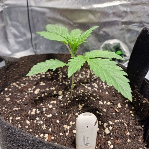 Passion Fruit  growlog timeline photo