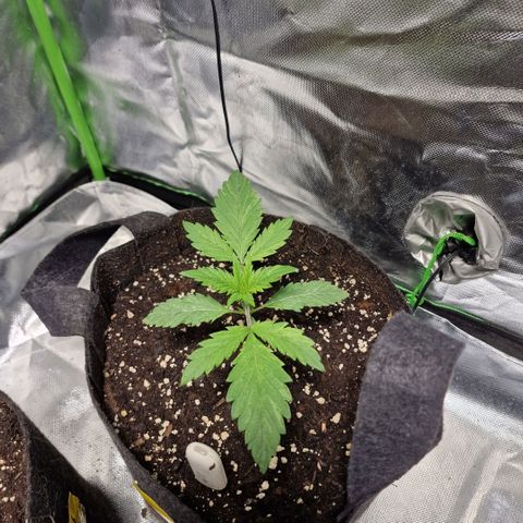 Passion Fruit  growlog timeline photo