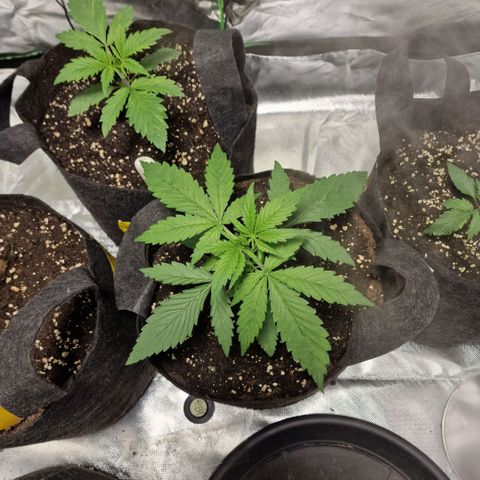 Orange Bud growlog timeline photo