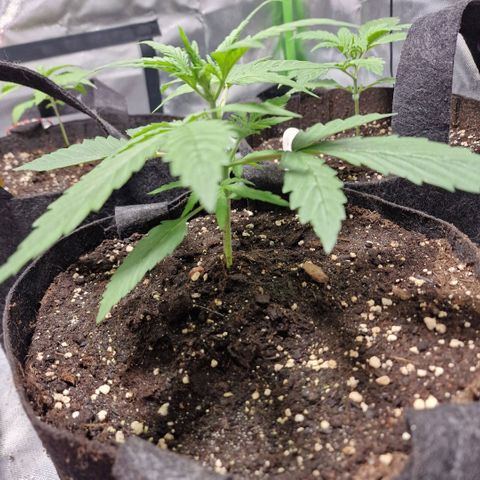 Orange Bud growlog timeline photo
