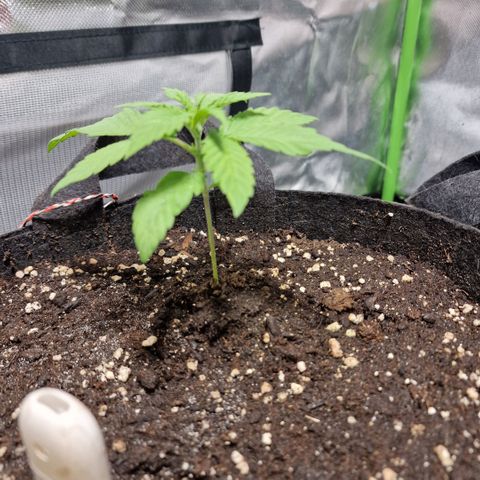 Super Lemone Haze  growlog timeline photo