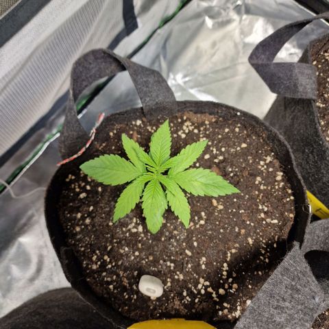 Super Lemone Haze  growlog timeline photo