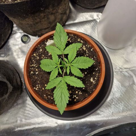 Skunk growlog timeline photo