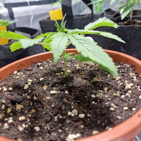 Skunk growlog timeline photo