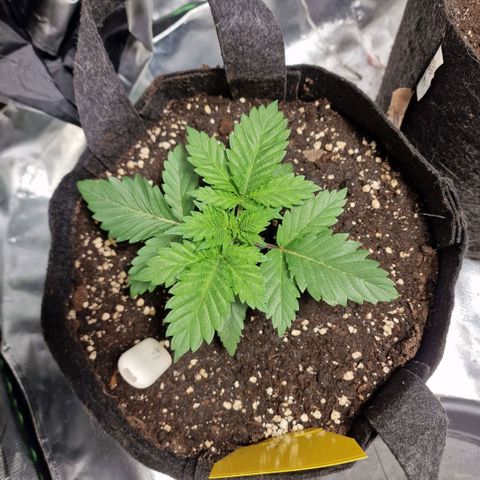 Northern Lights  growlog timeline photo