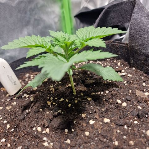 Northern Lights  growlog timeline photo