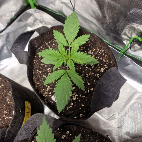 Passion Fruit  growlog timeline photo