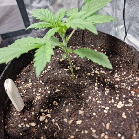 Passion Fruit  growlog timeline photo