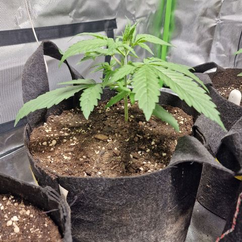 Orange Bud growlog timeline photo