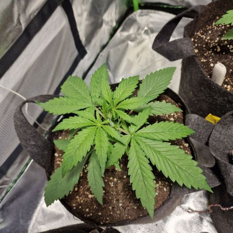 Orange Bud growlog timeline photo