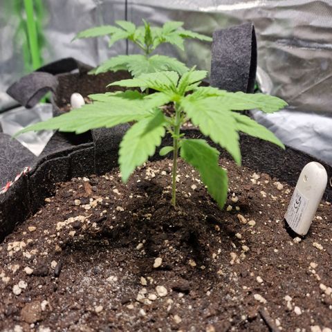 Super Lemone Haze  growlog timeline photo