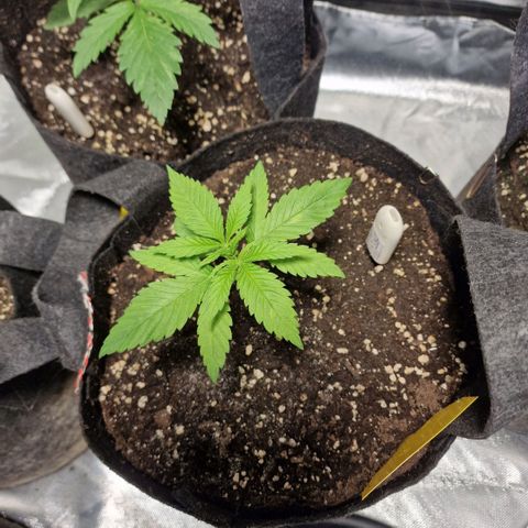 Super Lemone Haze  growlog timeline photo