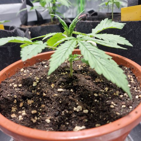 Skunk growlog timeline photo