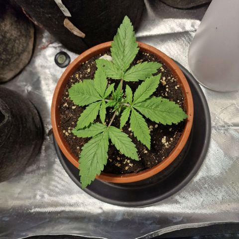 Skunk growlog timeline photo