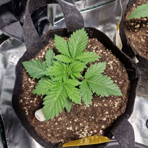 Northern Lights  growlog timeline photo