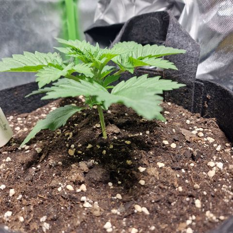 Northern Lights  growlog timeline photo