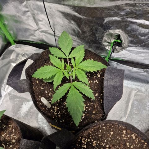Passion Fruit  growlog timeline photo