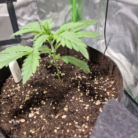 Passion Fruit  growlog timeline photo