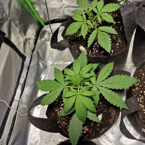 Orange Bud growlog timeline photo