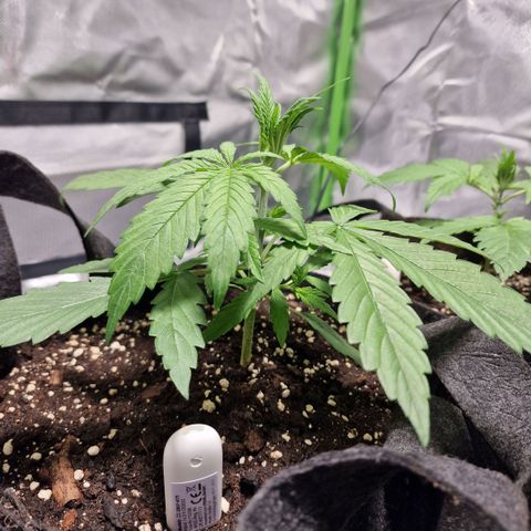 Orange Bud growlog timeline photo