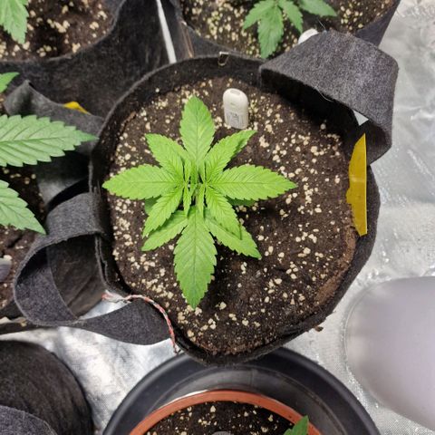 Super Lemone Haze  growlog timeline photo