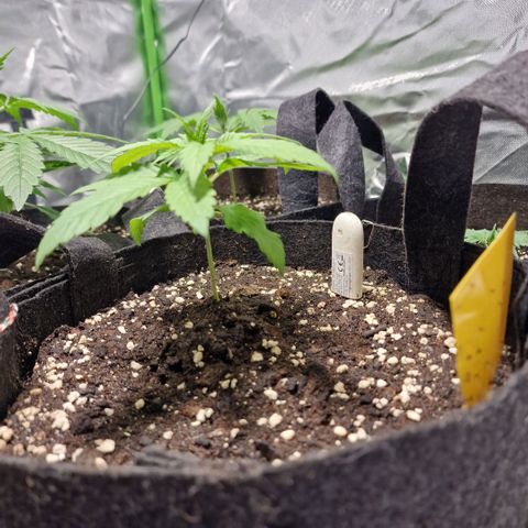 Super Lemone Haze  growlog timeline photo