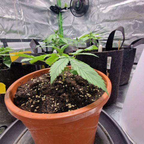 Skunk growlog timeline photo