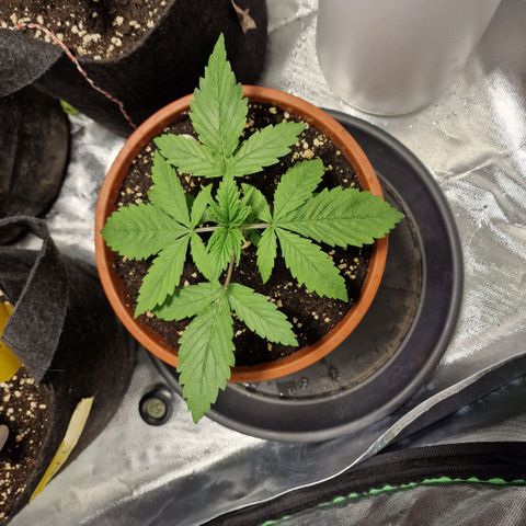 Skunk growlog timeline photo
