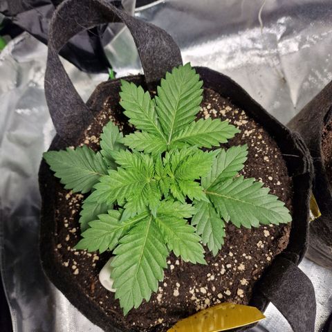 Northern Lights  growlog timeline photo