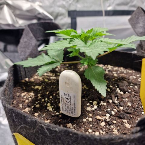 Northern Lights  growlog timeline photo