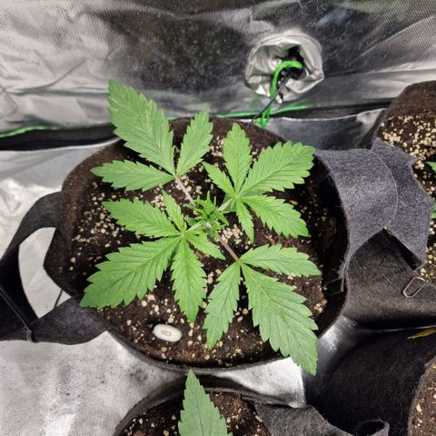 Passion Fruit  growlog timeline photo