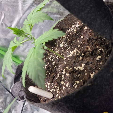 Passion Fruit  growlog timeline photo
