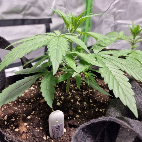 Orange Bud growlog timeline photo