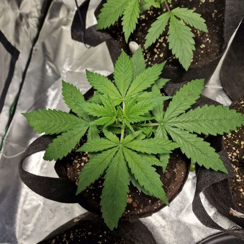 Orange Bud growlog timeline photo
