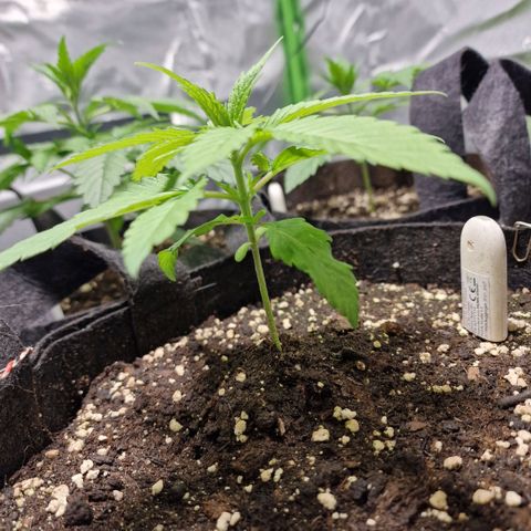 Super Lemone Haze  growlog timeline photo