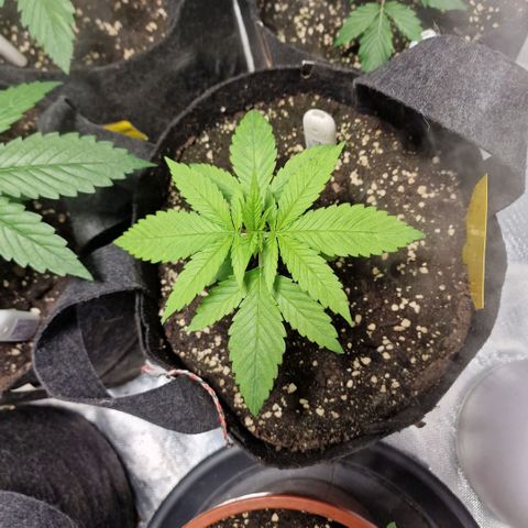 Super Lemone Haze  growlog timeline photo