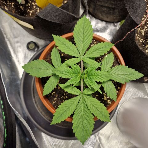 Skunk growlog timeline photo