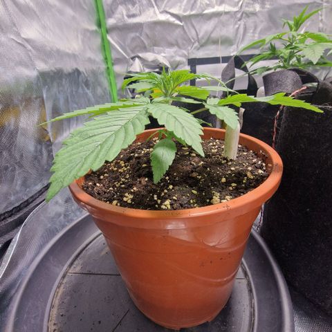 Skunk growlog timeline photo