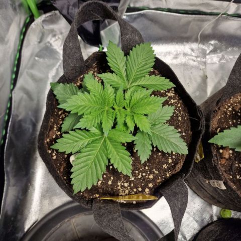 Northern Lights  growlog timeline photo