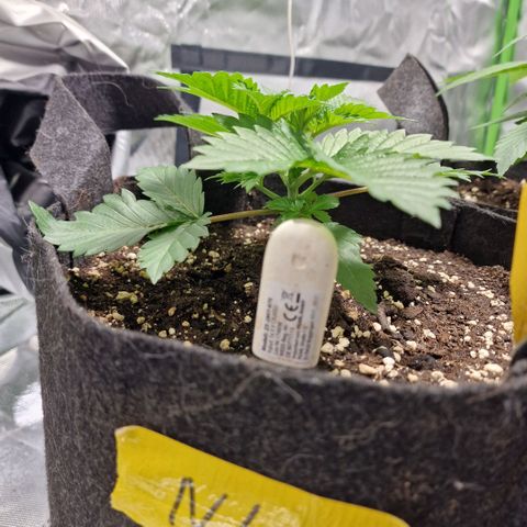 Northern Lights  growlog timeline photo