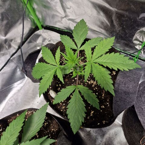 Passion Fruit  growlog timeline photo
