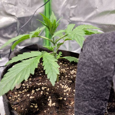 Passion Fruit  growlog timeline photo
