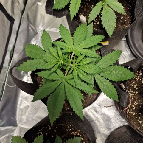 Orange Bud growlog timeline photo